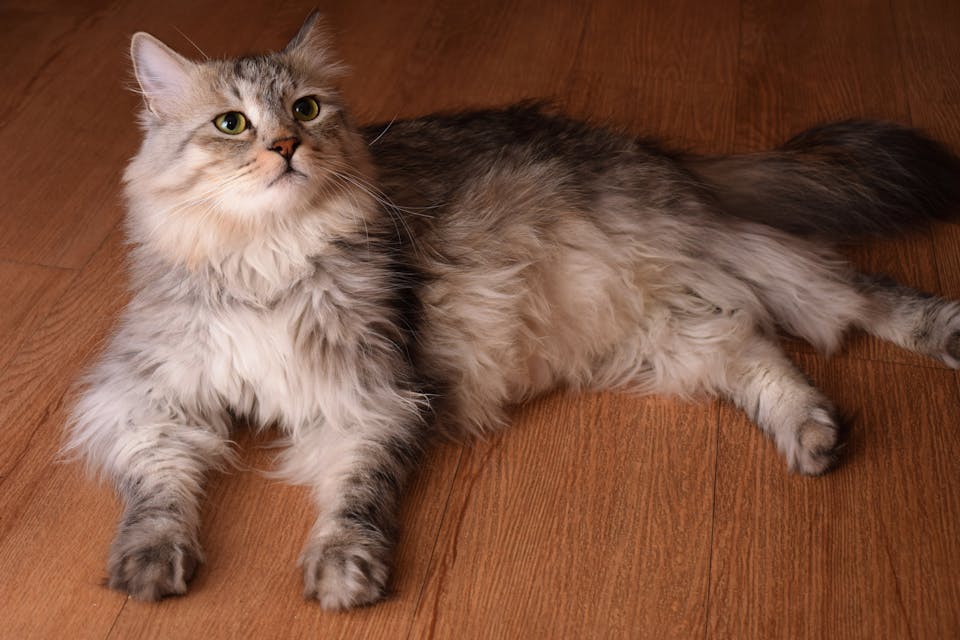 boutique d'accessoires pour chat 1