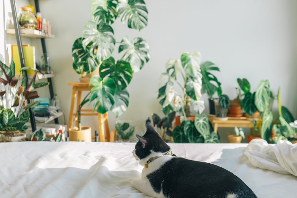 boutique d'accessoires pour chat 2