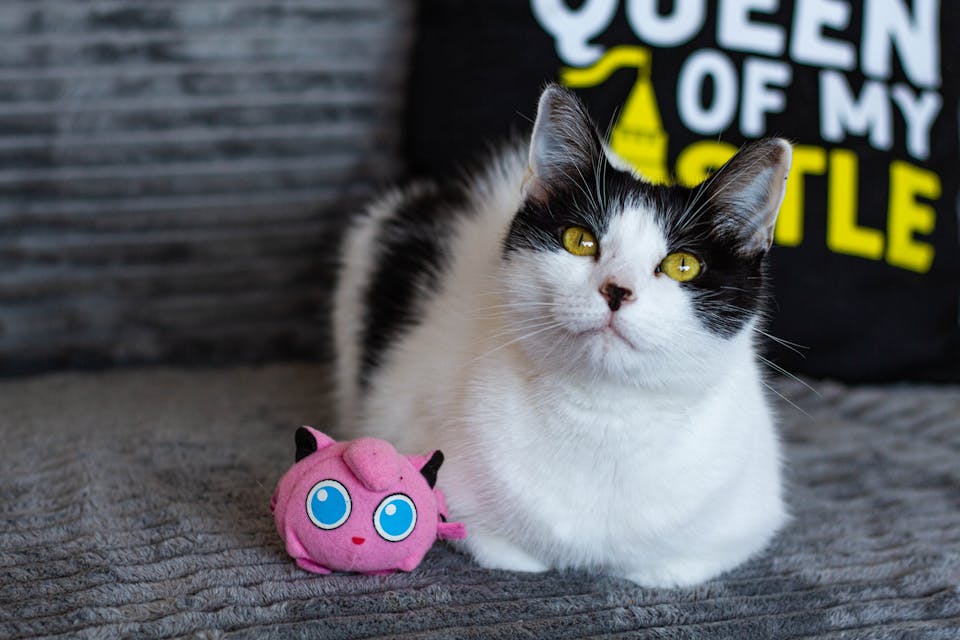 jouets pour chat 3