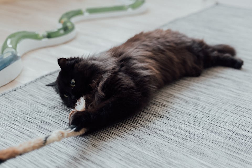 accessoires pour chat turbulent 3