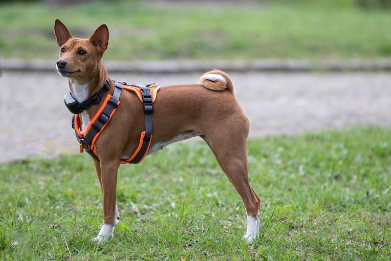 chien de grande taille