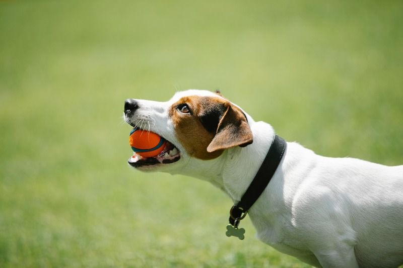 un chien avec sa balle